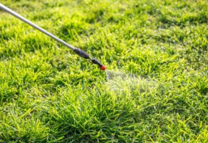 Professional weed control in a lush green lawn in Tracy, CA.