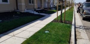 Well-maintained lawn with clean sidewalk and young trees in residential area.