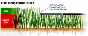 Diagram showing the 1/3 lawn mowing rule for healthy grass in Tracy and Mountain House.
