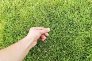 Inspecting grass