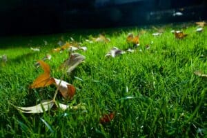 Leaves on lawn