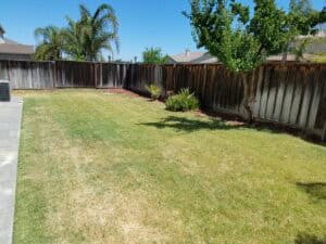 Heat and drought stressed lawn